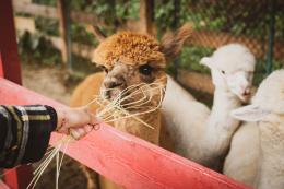 Gli alpaca protagonisti al Villaggio delle Zucche