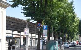 Domani mattina (sabato) il sit-in di protesta contro l'abbattimento dei tigli