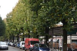 "Salviamo i tigli di via Rocca vecchia": domenica mattina ultimo giorno per firmare 