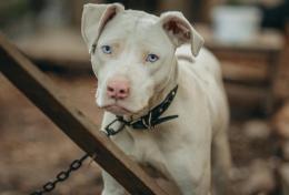 Sfruttamento e crimini contro gli animali: in provincia di Pavia 52 inchieste e 36 indagati