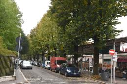 Tigli di via Rocca Vecchia, si apre uno spiraglio per la loro salvezza