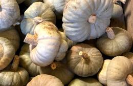 Zucca Bertagnina, regina d’autunno: la sagra a Dorno