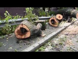 Vigevano: albero caduto, chiuso un tratto di corso Genova