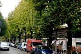 Tigli di via Rocca Vecchia, il Comune affida la perizia agronomica: «L'ottica è quella di conservarli»