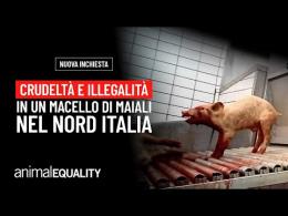 Sgozzati ancora coscienti: Animal Equality rivela le illegalità all’interno di un macello di maiali a Cremona 