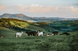 Diventeremo tutti vegetariani, o moriremo di fame? La sfida tra l'agricoltura del futuro e la natura