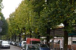 Tigli di via Rocca Vecchia,  la Consulta Ambiente va ancora all'attacco: «Gestione scomposta e contraddittoria  da parte del Comune»