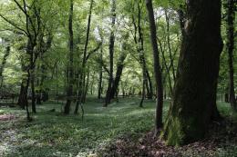 Un "marchio di eccellenza” per i boschi del Parco del Ticino