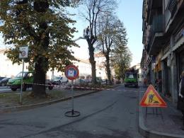 Tagliate due piante in via Decembrio. Il Comune: erano pericolanti