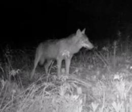 Tre lupi avvistati vicino al bosco del Vignolo di Garlasco