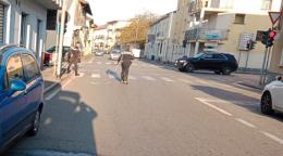Vigevano: incidente in corso Pavia, 15enne investito mentre attraversa a piedi