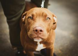 Prende a calci per strada il suo pitbull e poi aggredisce i carabinieri intervenuti: arrestato 26enne marocchino