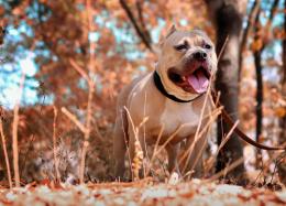 Pitbull morde i proprietari: due persone ricoverate in codice giallo