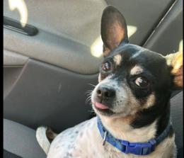 Cane smarrito, l'appello per ritrovare i suoi proprietari