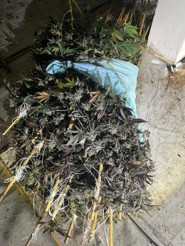 Scoperta una serra di marijuana all'interno di un ex ristorante: maxi sequestro a Pieve del Cairo