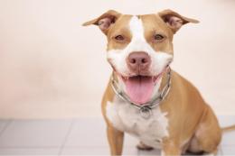 Tre serate sul pitbull: luoghi comuni e verità sul rapporto con gli umani