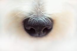 Cerca il tartufo con il tuo cane: al via un corso intensivo