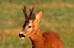 Cucciolo di capriolo sfonda la vetrina di un parrucchiere a Pavia