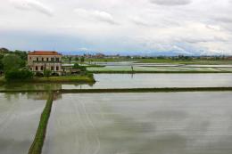 Danni del maltempo nelle risaie della Lomellina  e sui vigneti