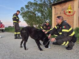 Cane recuperato dai vigili del fuoco sul fiume Po a Sommo: si cerca il padrone