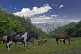 Mandria di cavalli dispersa dopo la piena del Sesia: ancora 37 gli animali scomparsi