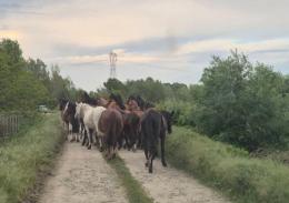 Casei Gerola, cavalli dispersi: oggi le ricerche nella zona