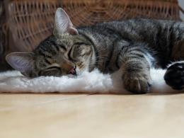 A Vigevano apre una pensione di lusso per gatti: ospitalità gratuita per gli animali di chi finisce in ospedale