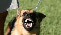 Vigevano, cane di grossa taglia morde una bambina. Il proprietario, un ragazzino, scappa, ma viene identificato dalla polizia locale