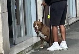 Vigevano, cane di grossa taglia a spasso senza guinzaglio aggredisce una cagnolina