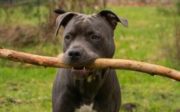 Vigevano, pitbull fugge dal cancello e va mordere il vicino e il suo cane