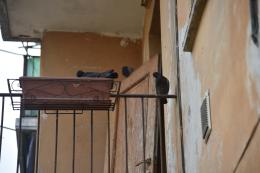 Case Aler della Brughiera, gli abitanti denunciano l'invasione dei piccioni