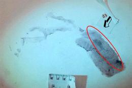Delitto di Garlasco, l’impronta di Sempio sulle scale sarebbe intrisa di sangue e sudore