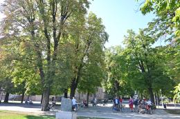 Da abbattere tre grandi ippocastani accanto al castello
