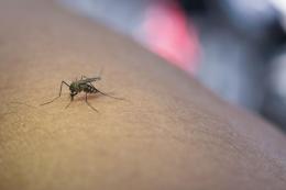 Primi due casi di contagio della "West Nile" a Pavia e Milano