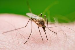 Un caso di “West Nile” anche a Vigevano