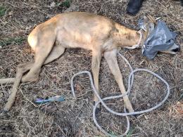 Capriolo salvato dalla polizia locale: ora si trova in un centro di recupero per animali selvatici