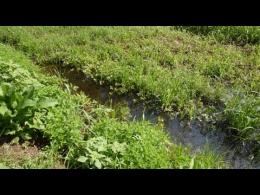 Sforzesca, i giardini e gli orti sommersi dall’acqua diventano delle paludi 