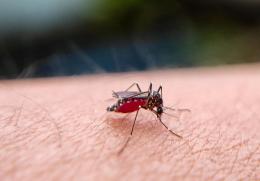 Virus West Nile in provincia di Pavia: 80enne di Vigevano ricoverato in ospedale 