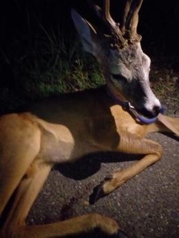 Incidente sulla 494, investito un capriolo