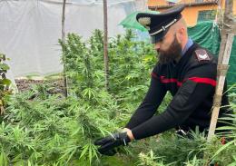 Otto piante di marijuana in casa, denunciato un 32enne