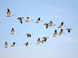 Eurobirdwatch: appuntamento all'Oasi Lipu Bosco del Vignolo