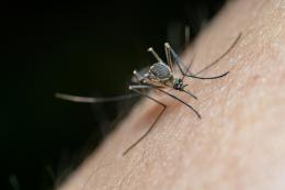 West Nile Virus, nuovo caso in Lomellina: un 60enne di Palestro ricoverato a Vercelli