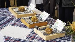 Moncalvo profuma di tartufo: torna la Fiera Nazionale