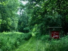 Un Halloween da ascoltare: il bosco svela i suoi segreti