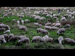 Vigevano: un gregge di pecore nei campi della frazione Sforzesca