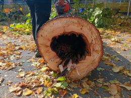 I 12 tigli di via Rocca Vecchia si potevano salvare? È guerra delle fotografie tra opposizione e Comune