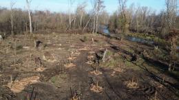 Alberi secolari caduti, specie aliene in arrivo: corsa contro il tempo per salvare i boschi del Ticino
