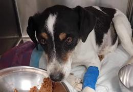 Cagnolina malata scaricata in strada viene salvata da un gruppo di passanti