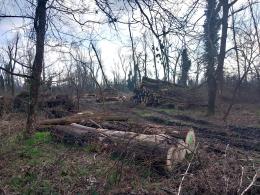 Isola dell'Ochetta, un bosco cancellato