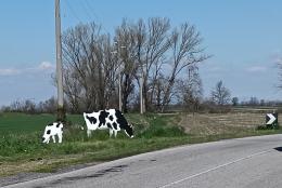 Gravellona, nuova installazione nel borgo d&rsquo;arte: spunta la sagoma di un vitellino sulla strada per Cassolnovo